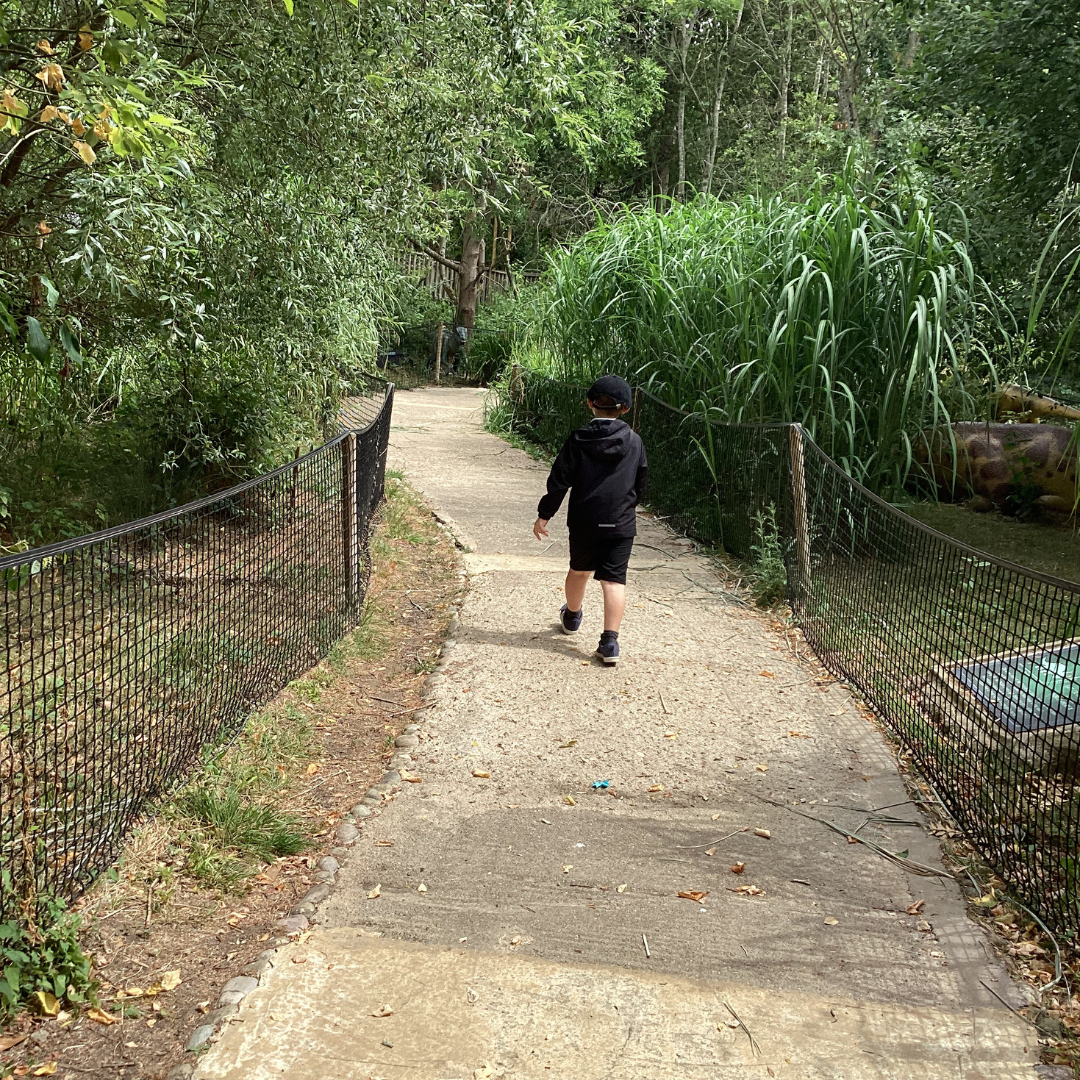 a pupil walking along a tree lined walkway